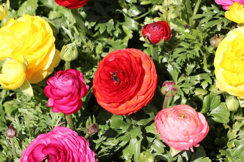 Wechseljahre: Wie Pflanzenhormone Ihre Beschwerden endlich beseitigen können