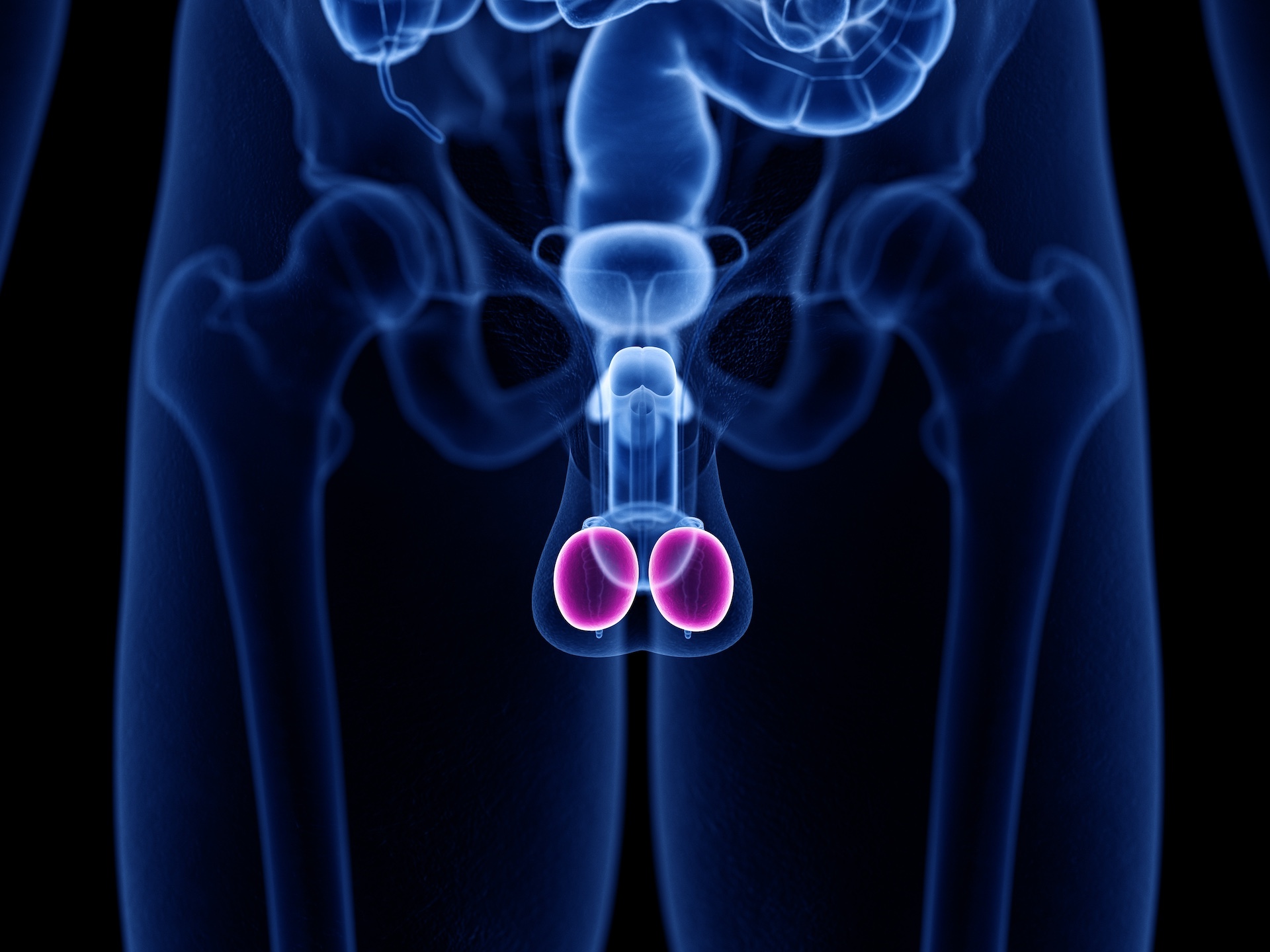 Darstellung des männlichen Beckens mit hervorgehobenen rosafarbenen Testikeln.