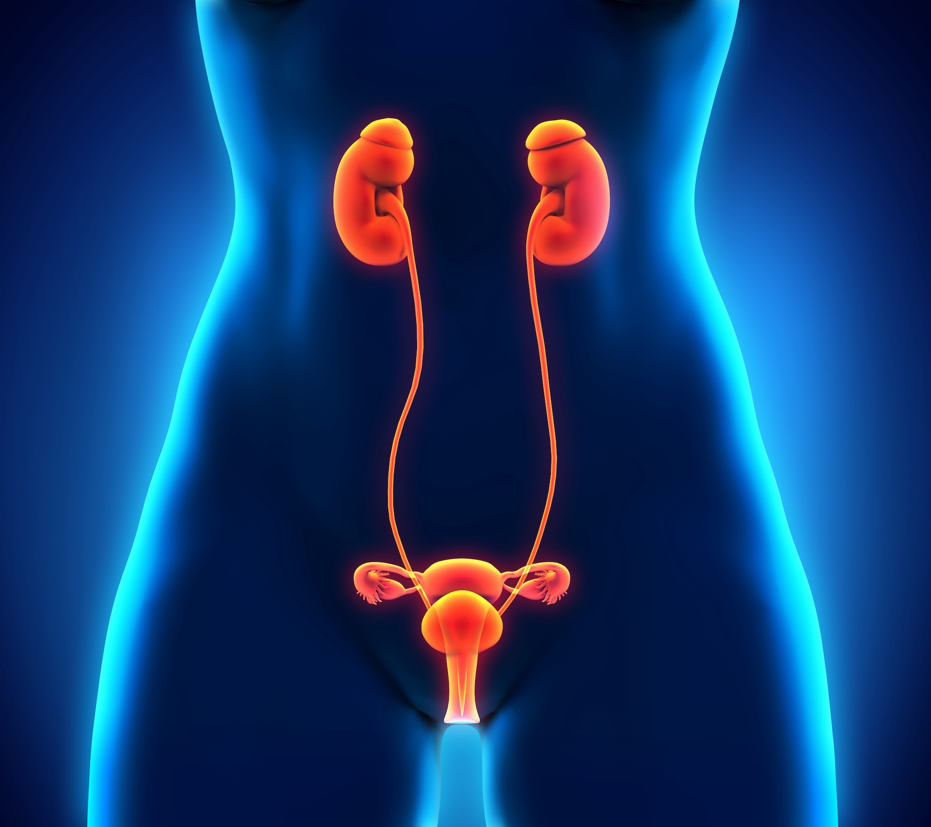 Diagramm des weiblichen Harnsystems und Fortpflanzungsorgane in blauem Stil.