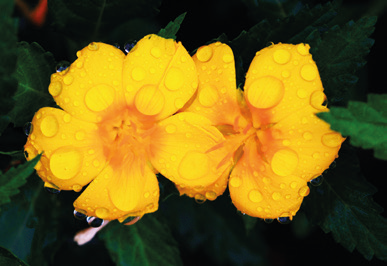 „Damiana gegen sexuelle Unlust?“